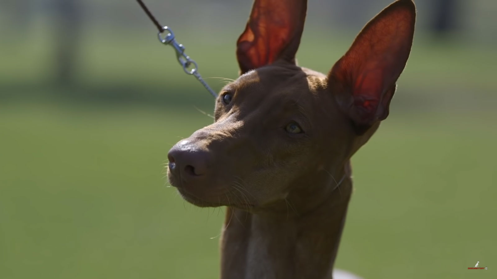 Is The Pharaoh Hound The Direct Descendant Of Ancient Egyptian Hunting Dogs Enterprise