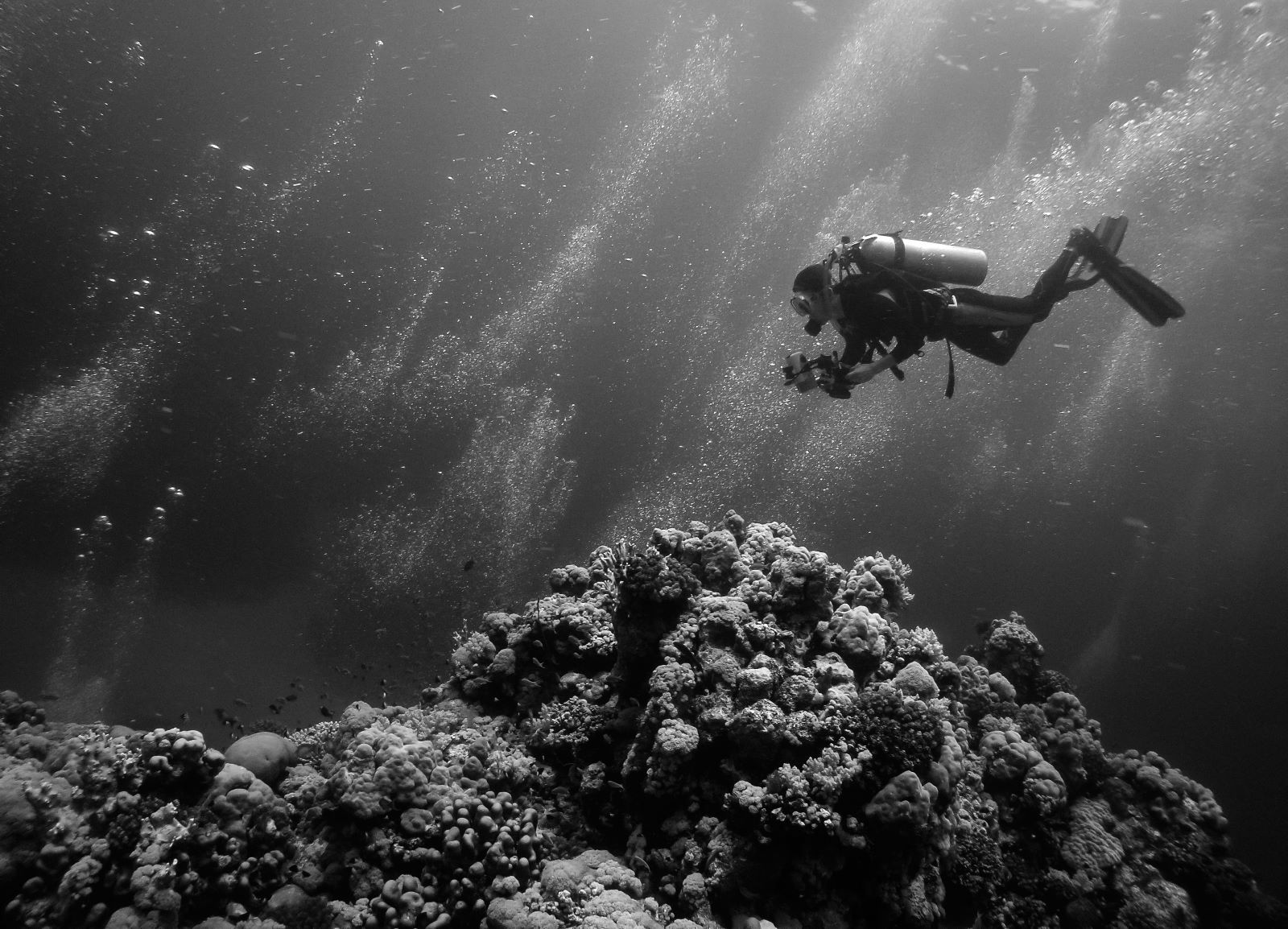 The state of Egypt’s coral reefs | Enterprise