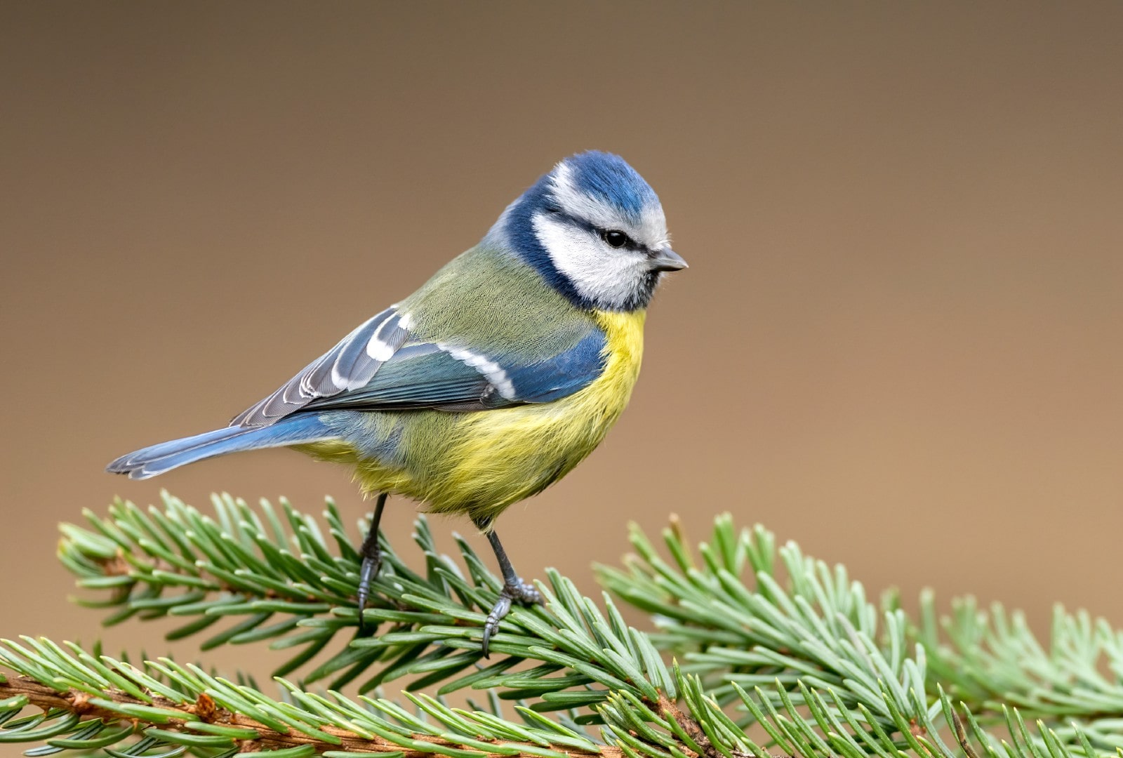 Climate change is making birds less colorful | Enterprise