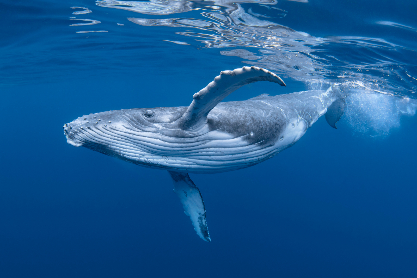 The latest wild carbon capture idea: Whale poop | Enterprise